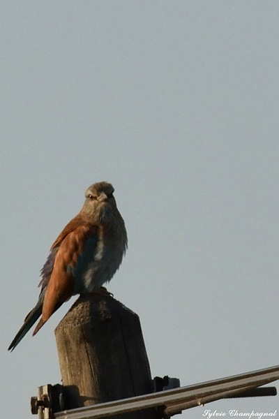 Rollier d'Europe Montescot.jpg